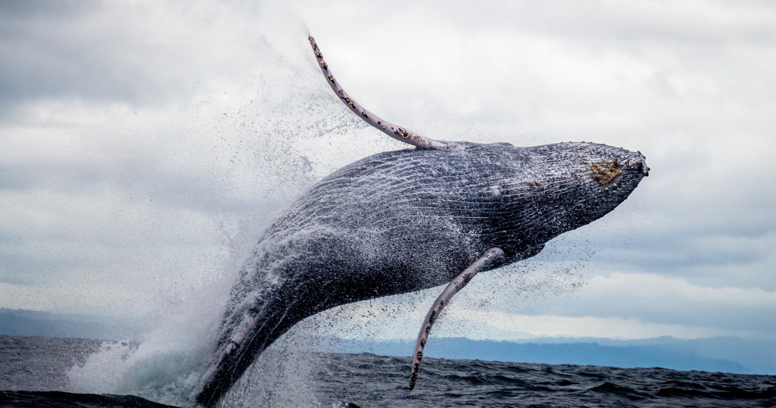 Rincón Whale Watching with Life Below The Surface