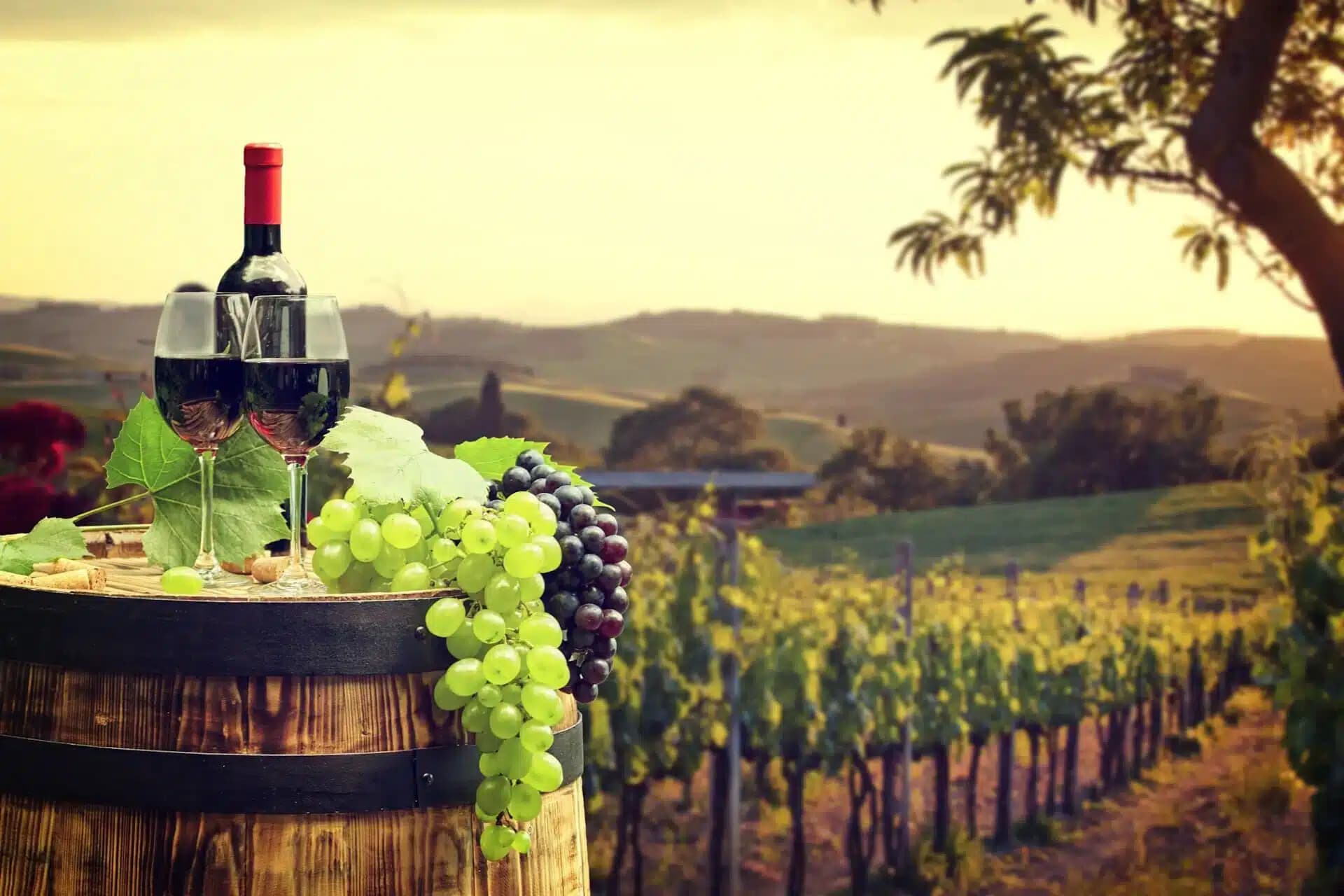 Wine tasting setup on barrel overlooking sunlit vineyard rows