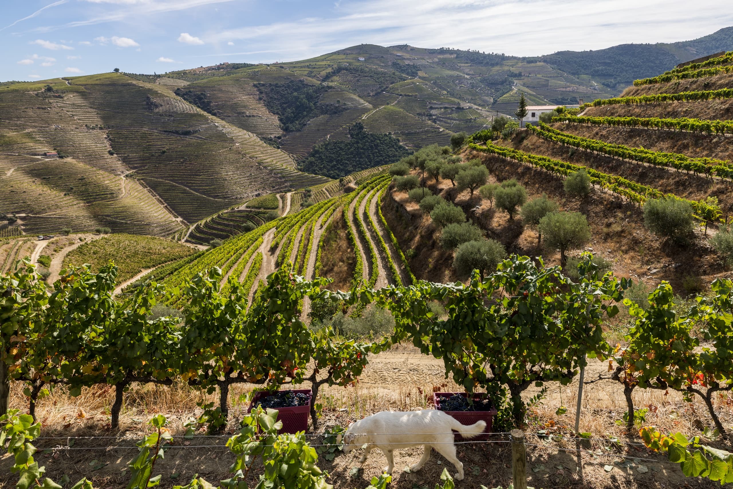 Vineyard rows with a farm dog in terraced Douro Valley