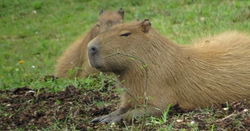 Wildlife & Nature: Capybara Encounter at Rigden Ranch