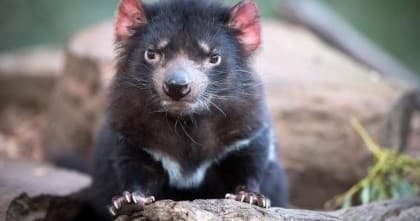 Wildlife & Nature Tour with Premier Travel Tasmania
