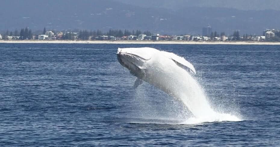 Spirit of Gold Coast Whale Watching Cruise: Epic Marine Wildlife Adventures in Queensland