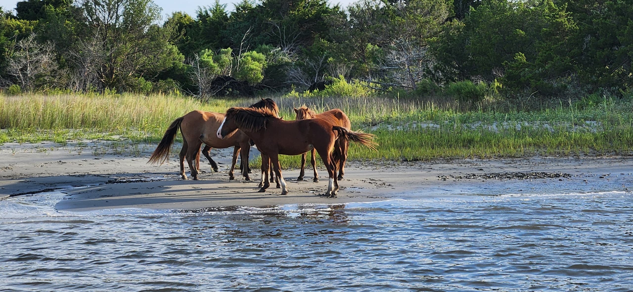 Rachel Carson Reserve Explorer: Private Boat Tour to Wild Horses on the Crystal Coast