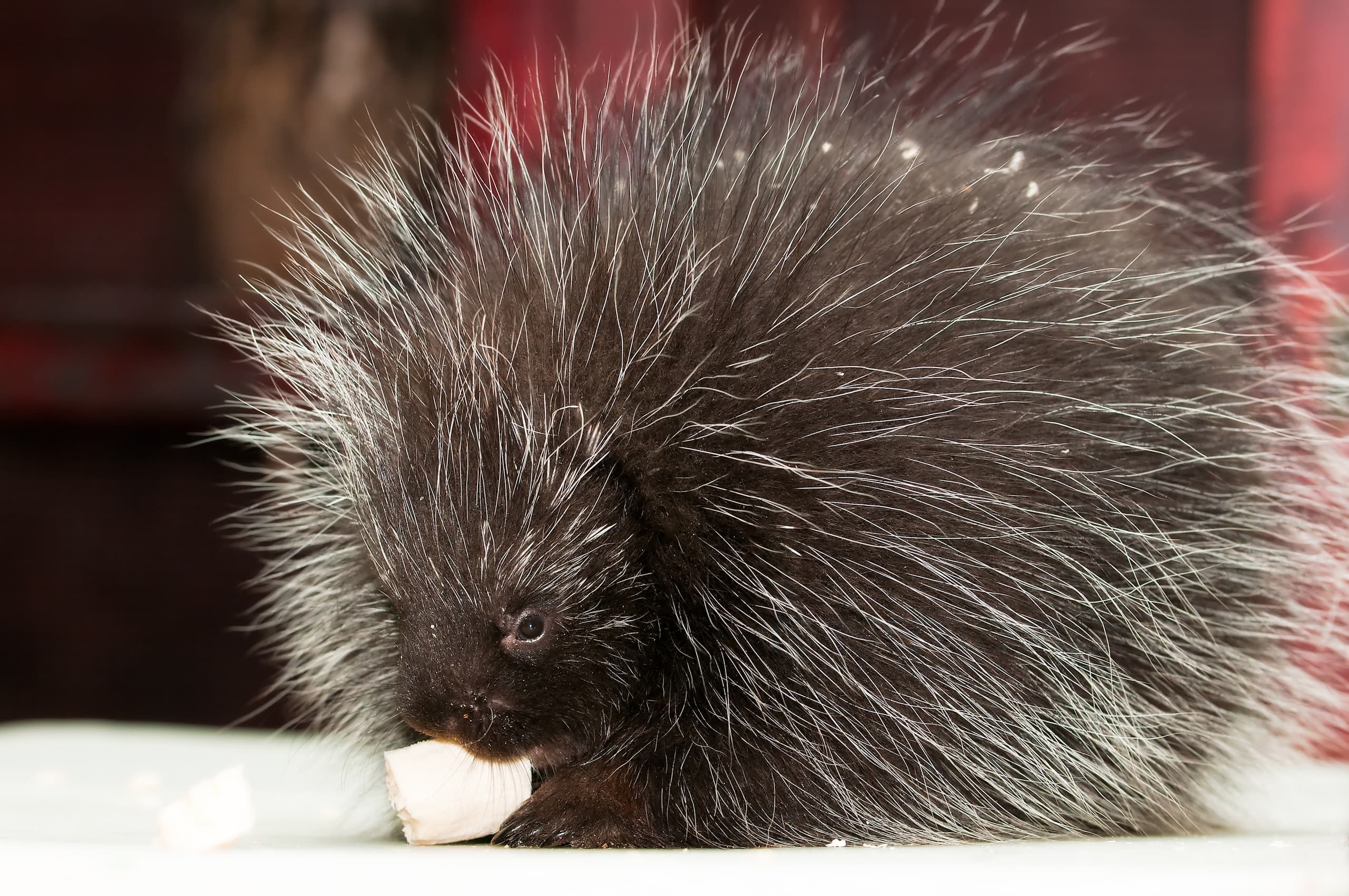 Hands-On Rodent Class: Meet Hazel the Capybara and Small Mammals in Hubbardston, MA photo 2