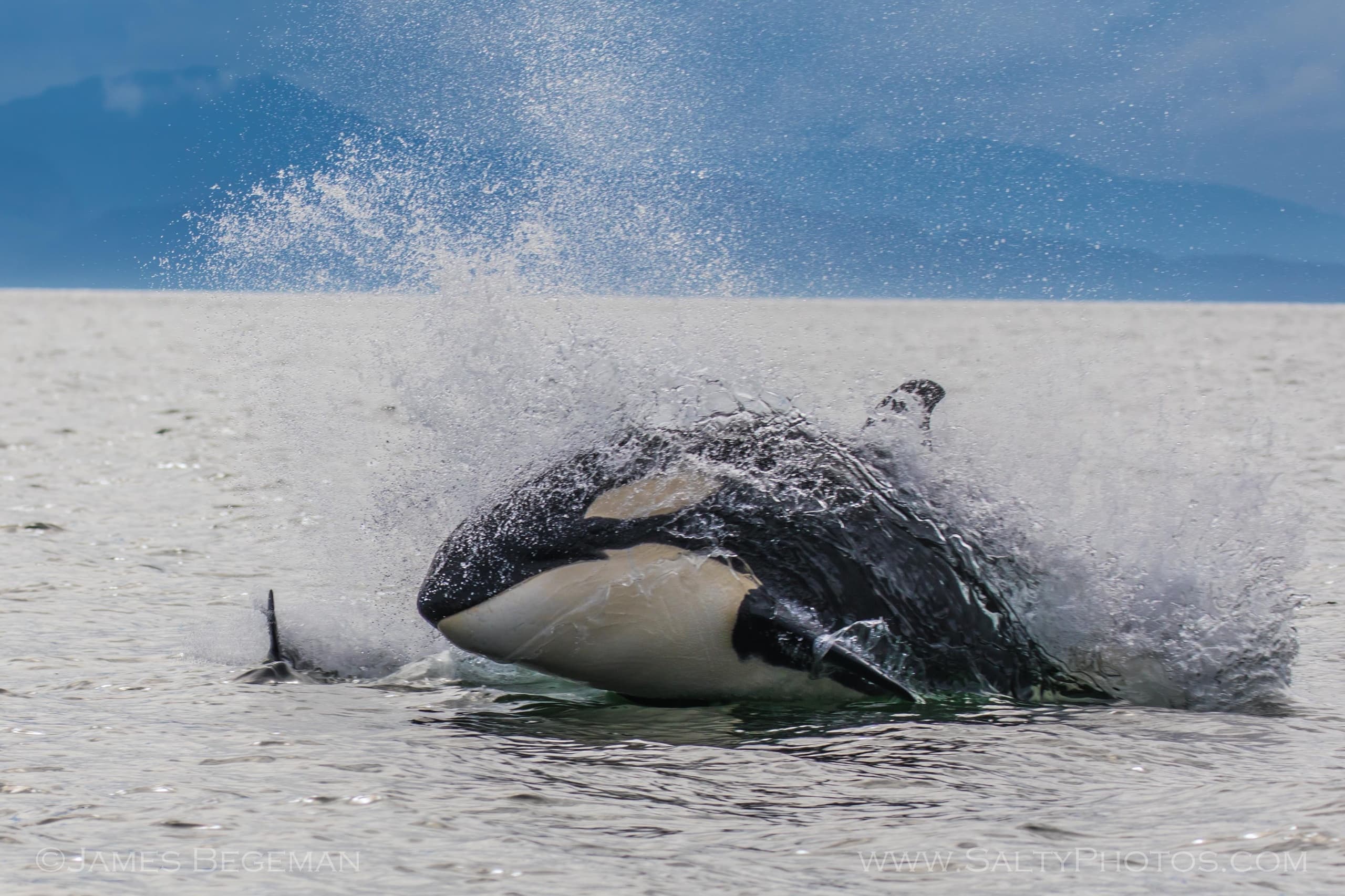 Orca breaching during coastal whale-watching tour with mountains
