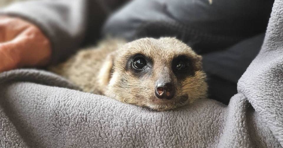 Wildlife & Family Fun at Lucky Tails Alpaca Farm
