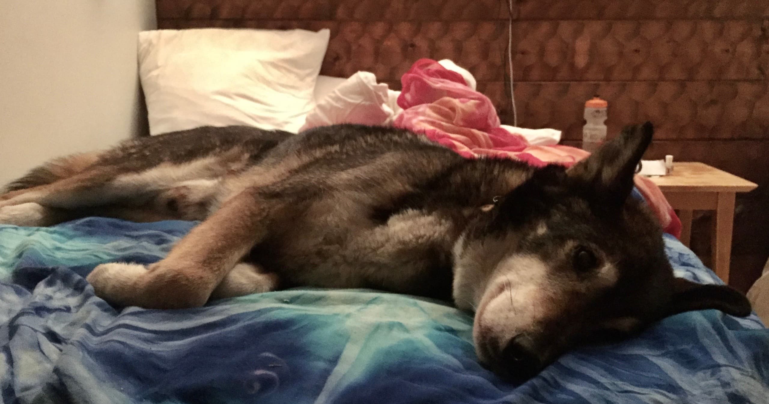 Adoption Package at Hetta Huskies in Kilpisjärvi, Finland