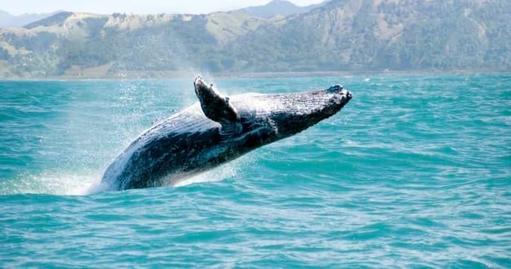 Whale Watching & Bacardi Island with BestDRExcursions