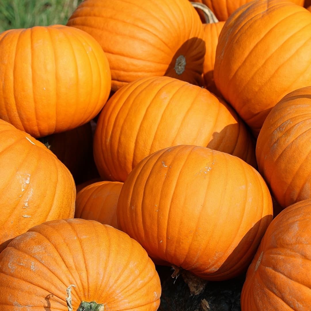 Pumpkin Picking Adventures at Demarest Farms, NJ