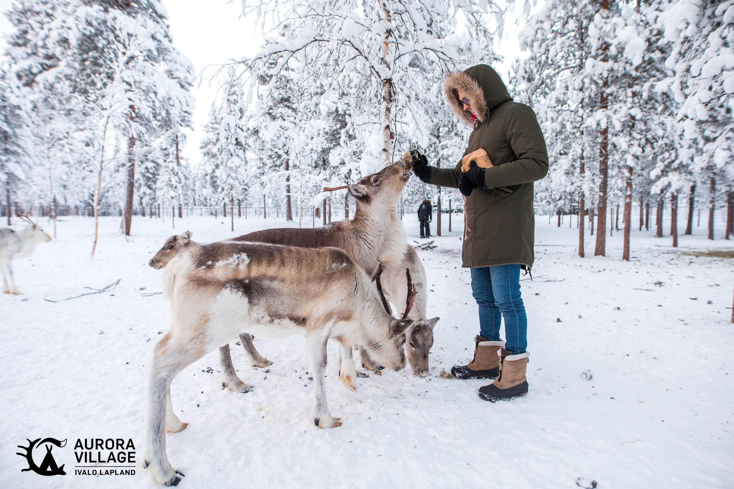 Reindeer Feeding & Photography at Aurora Village Oy in Ivalo