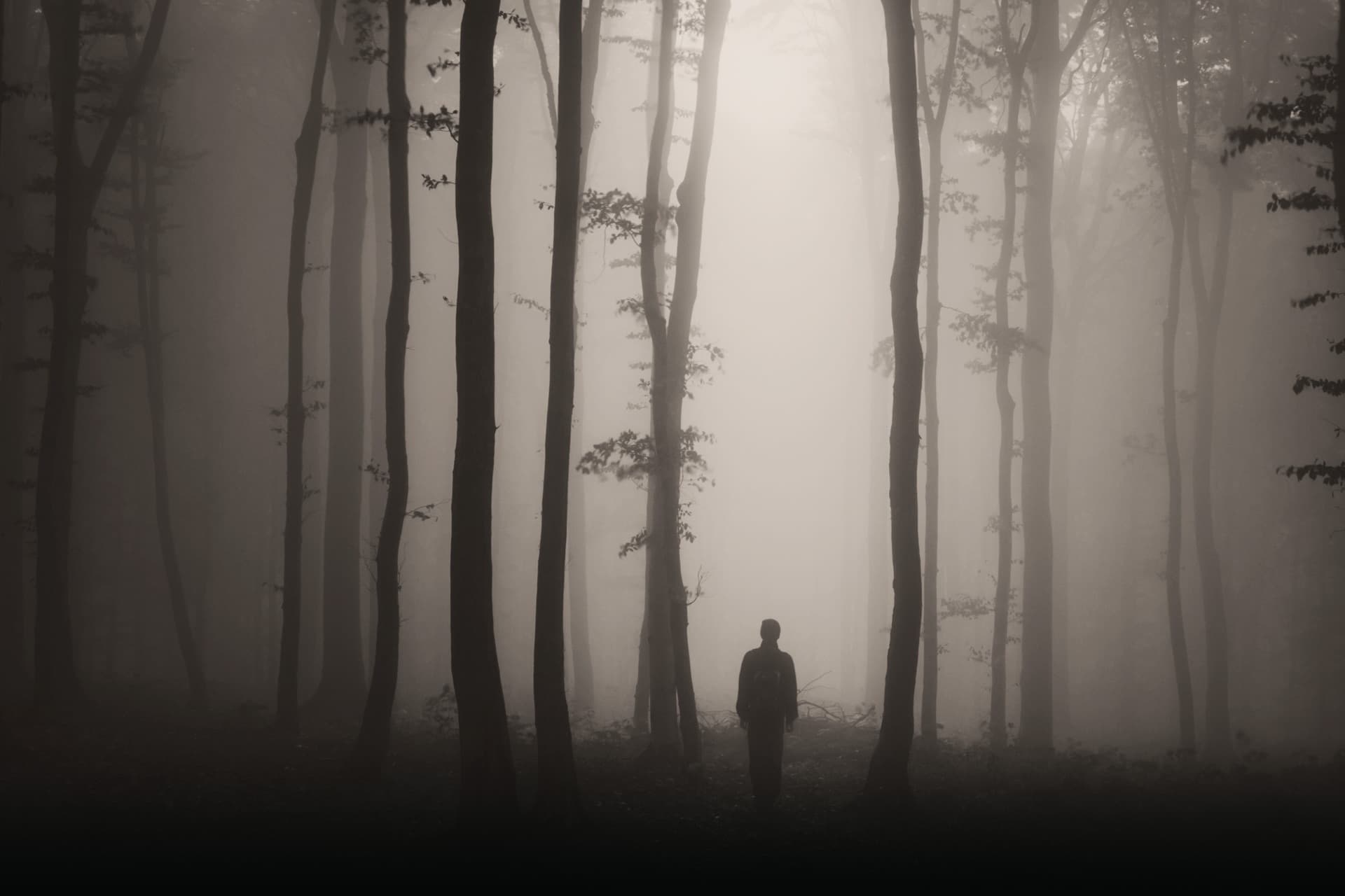Sepia foggy trees and lone figure on atmospheric forest walk