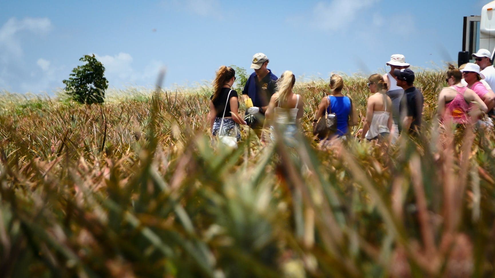 Inside Maui Pineapple Tour: Last Working Farm in Makawao