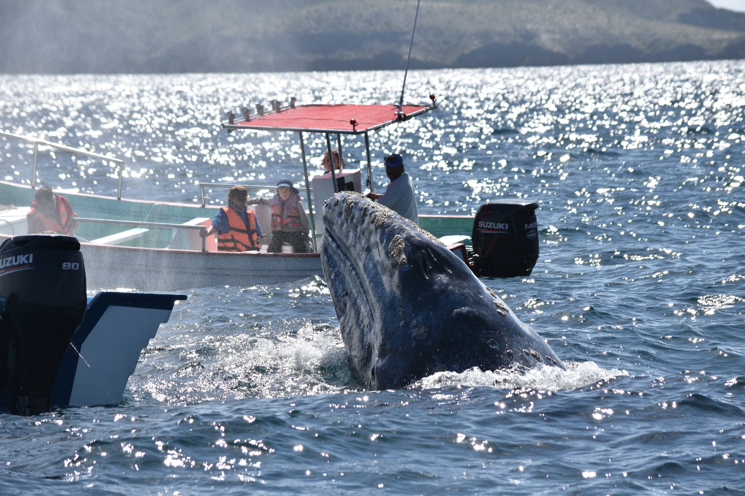 Whale breaching beside tour boat off Baja coast during whale watch