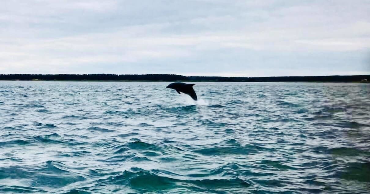 Dolphin breaching in open sea near coastal horizon, wildlife tour
