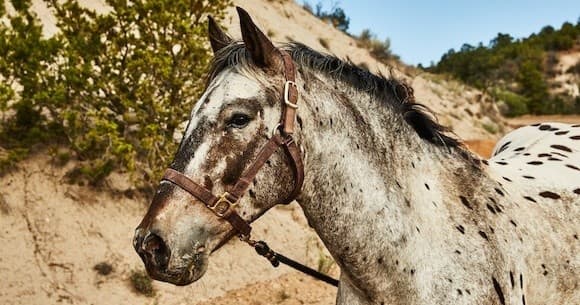Scenic Public Horseback Ride in Santa Fe, New Mexico