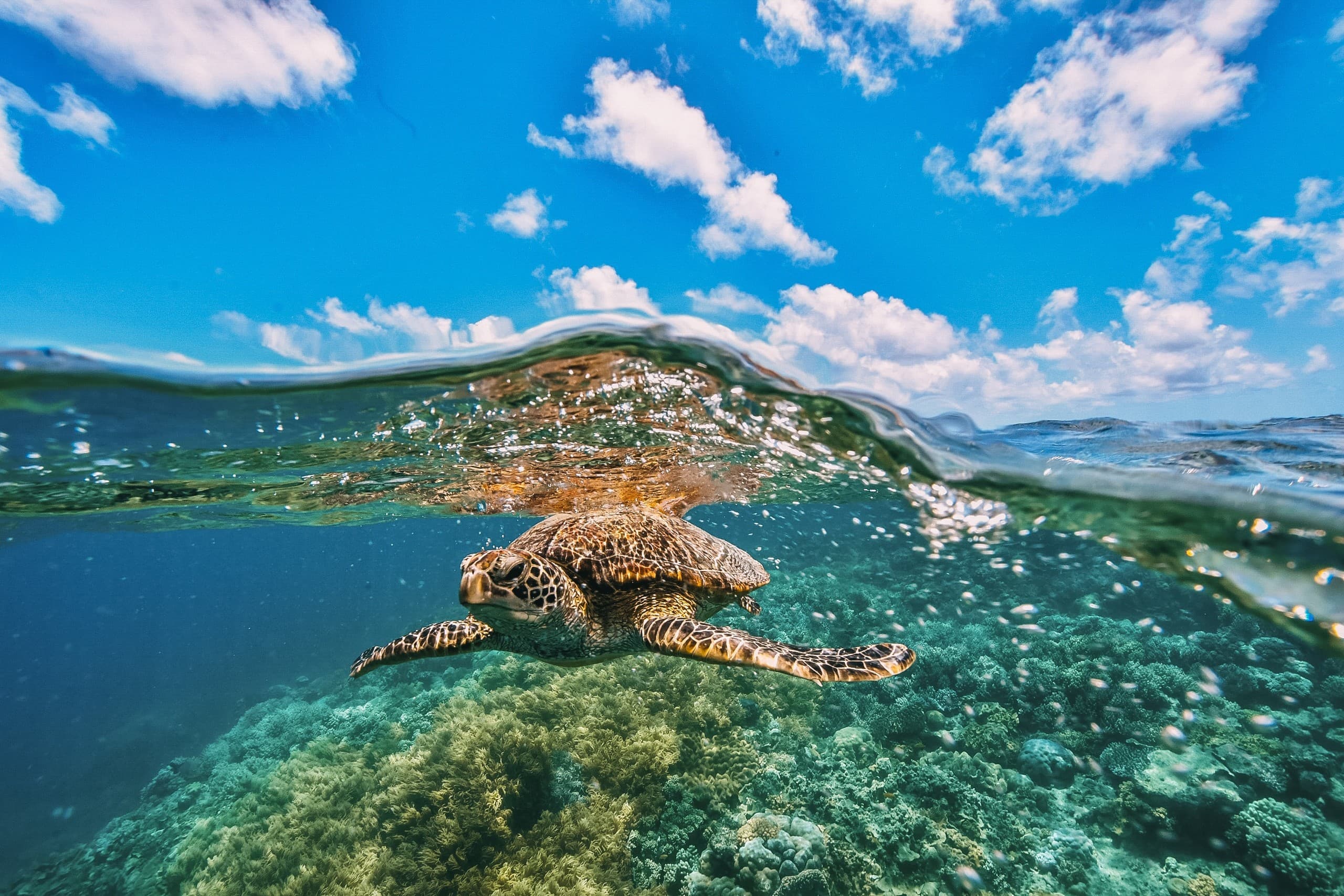 Snorkel with Green Sea Turtles from Maalaea Harbor — Turtles and Tacos Catamaran photo 4