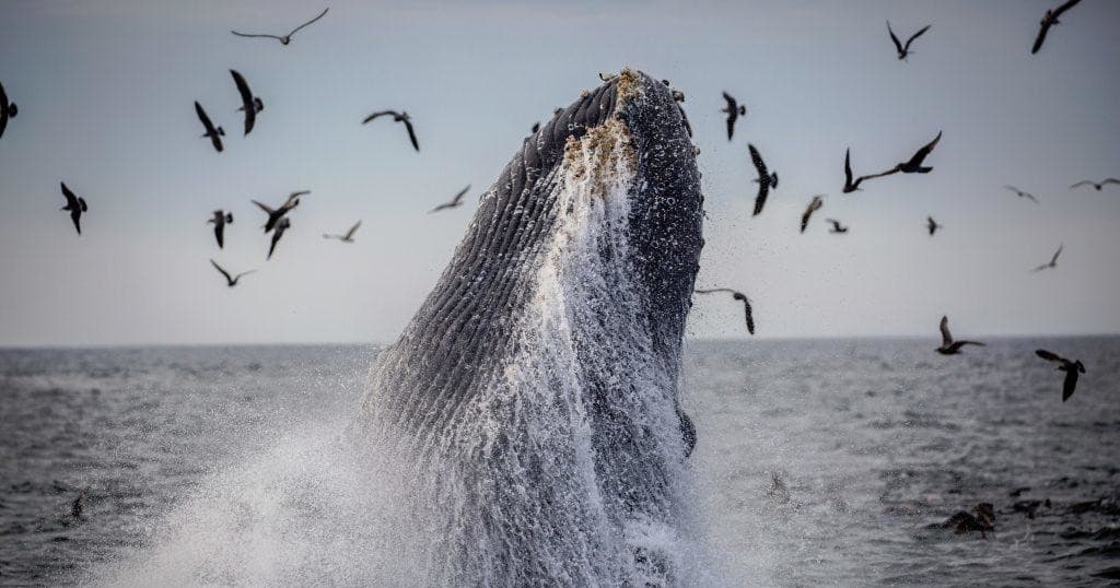 Discovery Whale Watch fleet