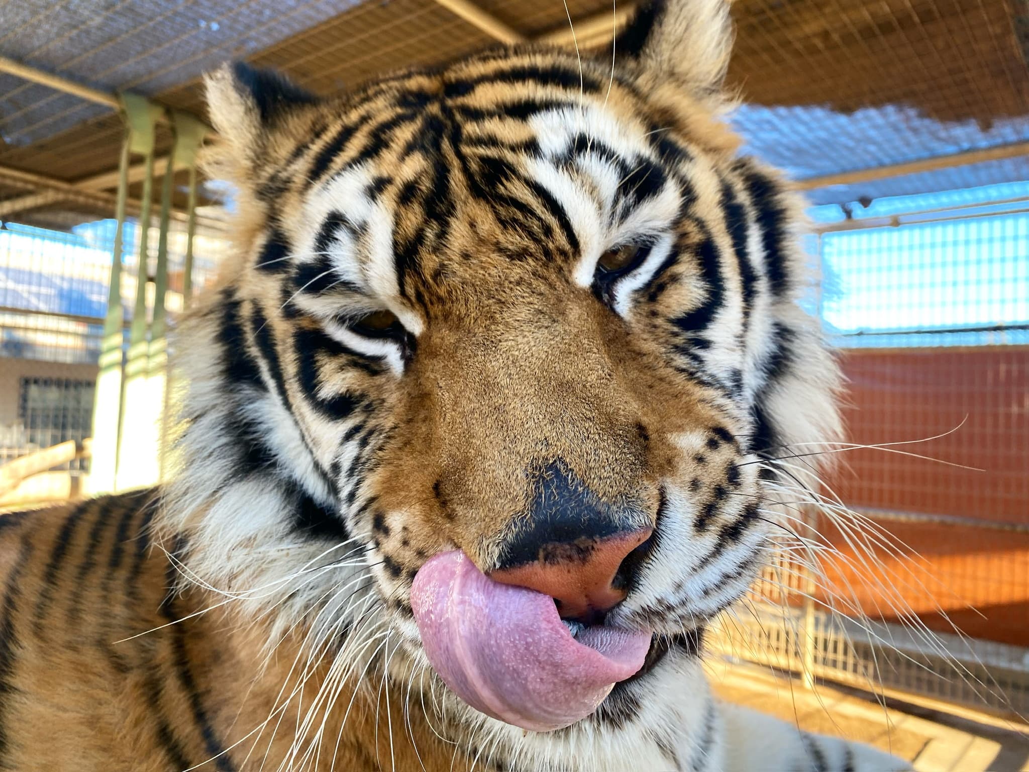 Bengal tiger licking nose in shaded outdoor enclosure close-up