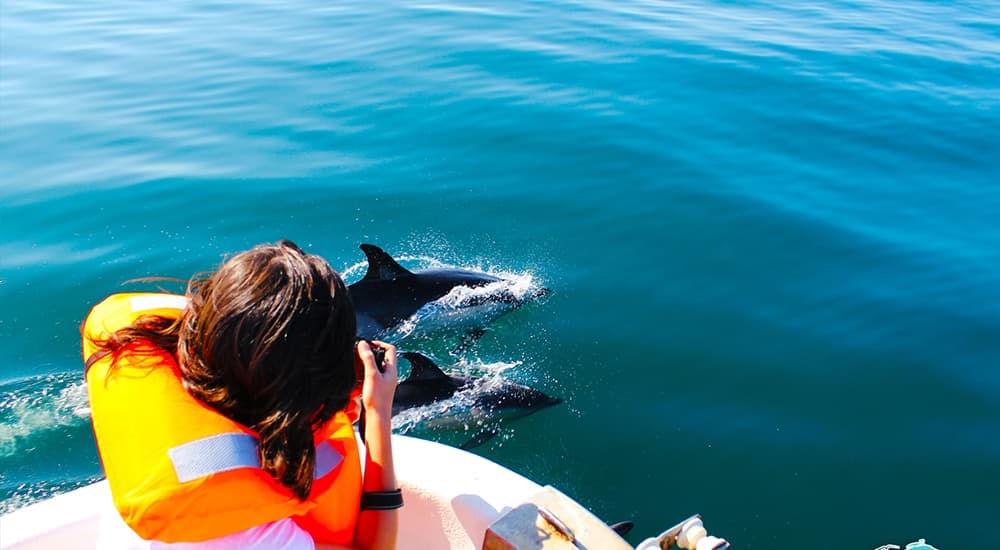 Dolphin Watching in Olhão with Passeios Ria Formosa