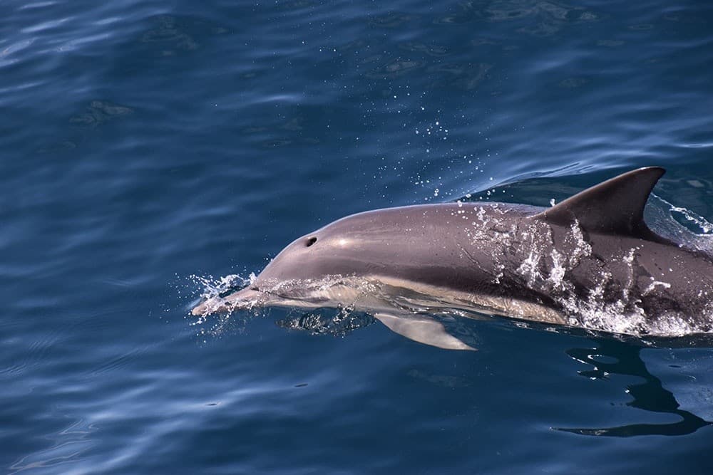 Coffs Harbour Dolphin Watch Cruise: Wild Dolphin Encounters on the Pacific Explorer photo 1