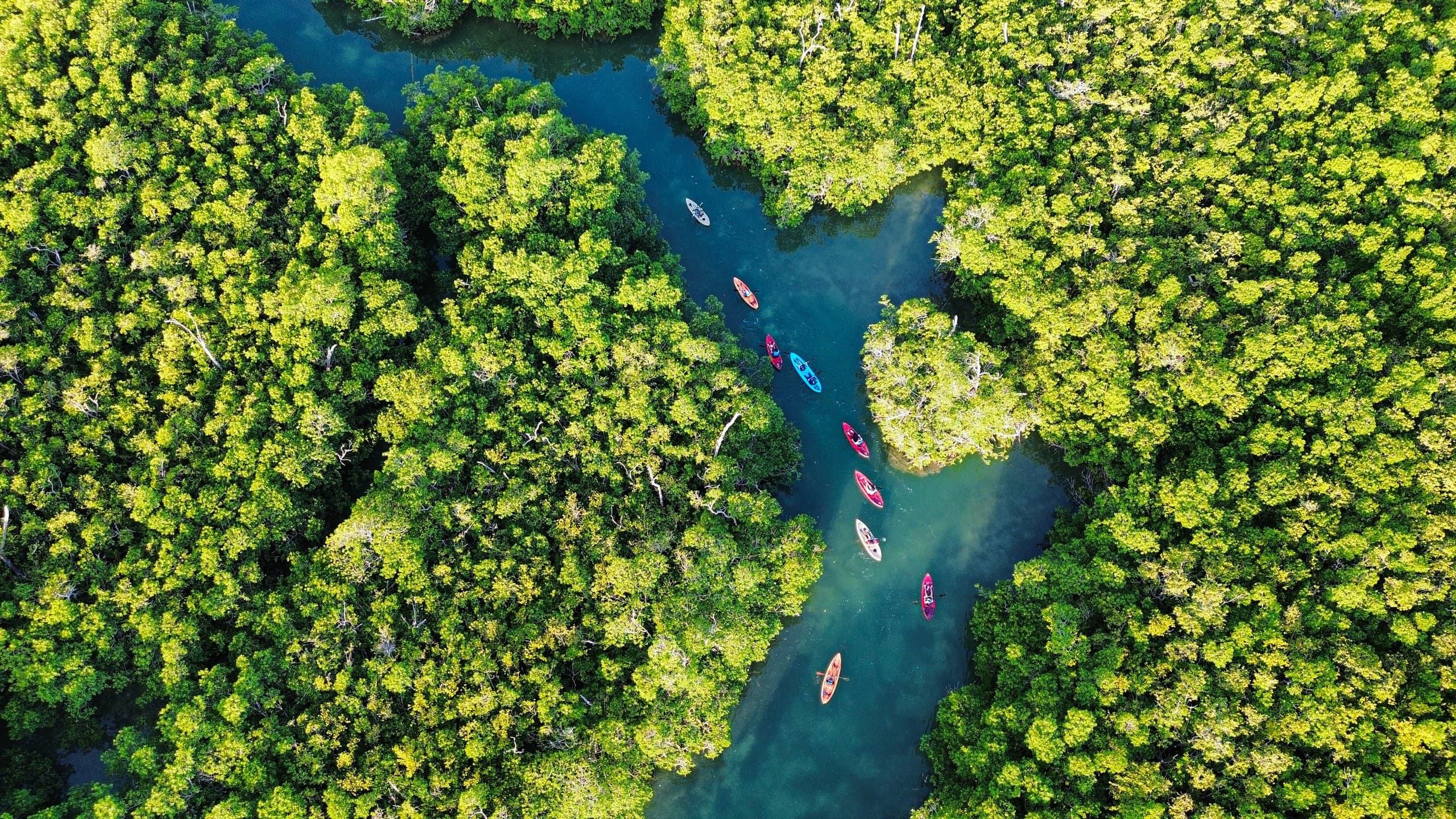 Sunrise Kayak Tour in Laguna Nichupté — Guided Mangrove Paddle from Marina Scuba Cancun photo 3