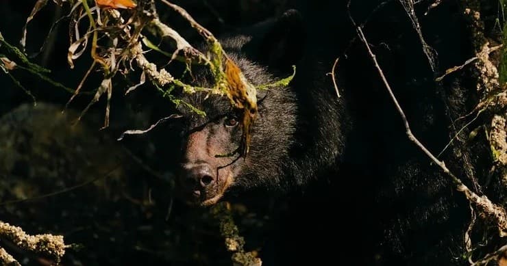 Wildlife & Culture: Bear Watching with Ahous Adventures in Clayoquot Sound