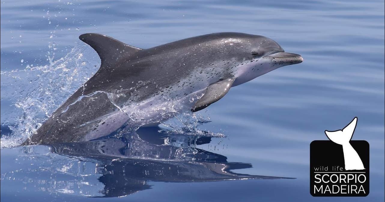 Whale and Dolphin Watching with Scorpio Madeira in Machico