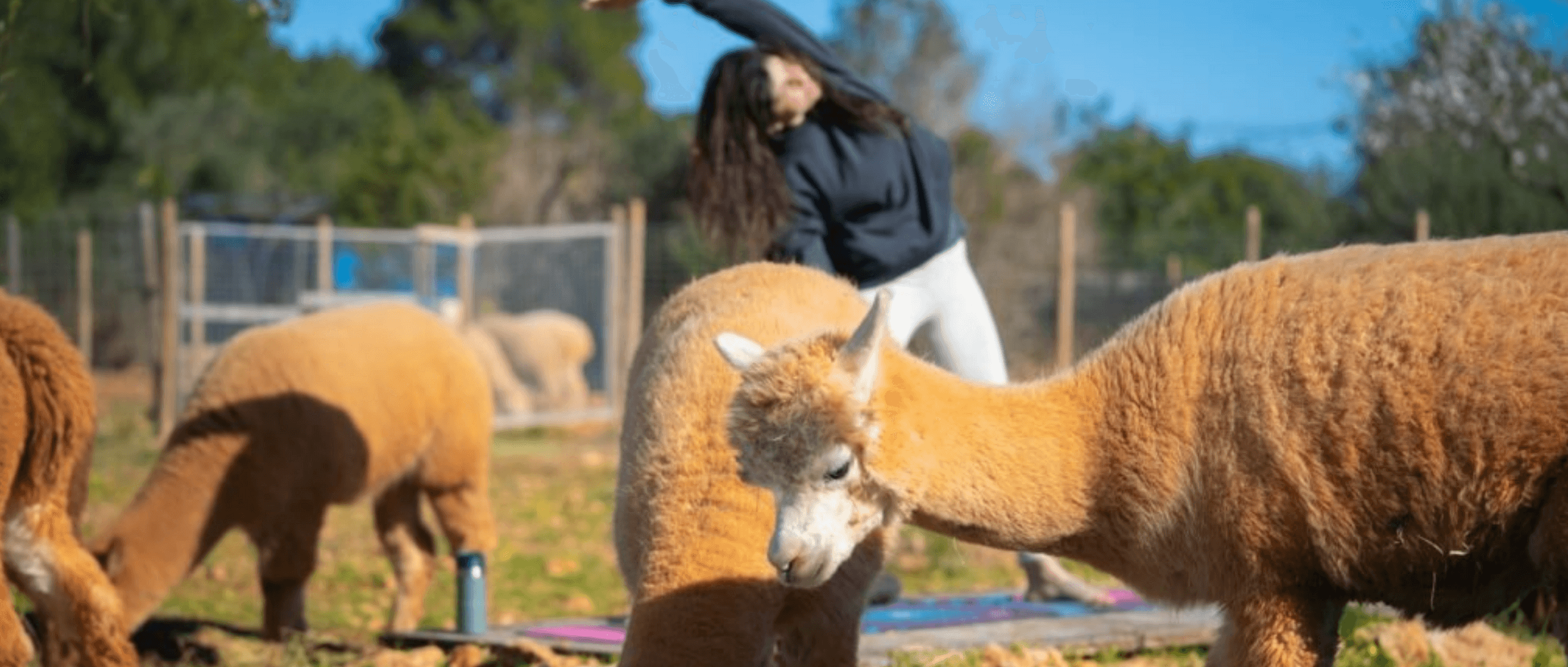 Alpacas grazing on sunny Ibiza farm during outdoor tour