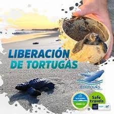 Sea Turtle Conservation with Vallarta Best Tours