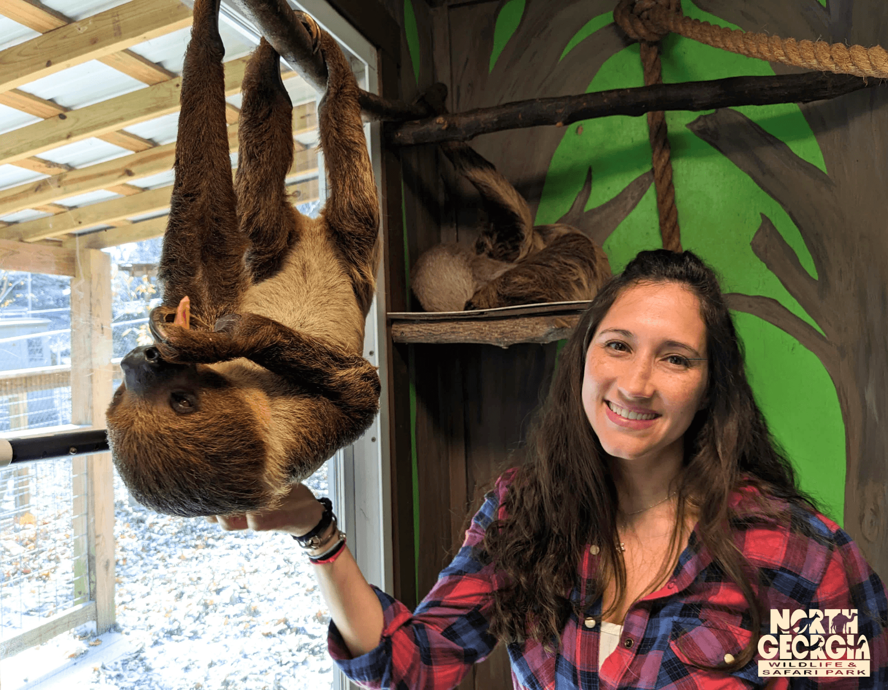 Sloth Experience in Cleveland, Georgia at North Georgia Wildlife