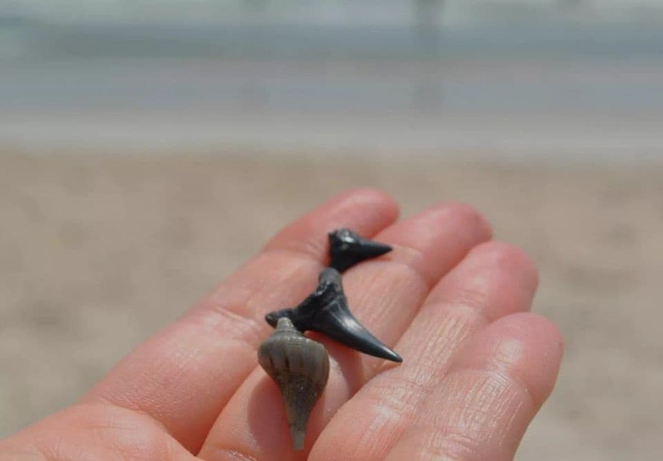 Morris Island Sandbar Adventure: Shark Tooth Hunting & 4-Hour Co‑Charter from Mount Pleasant