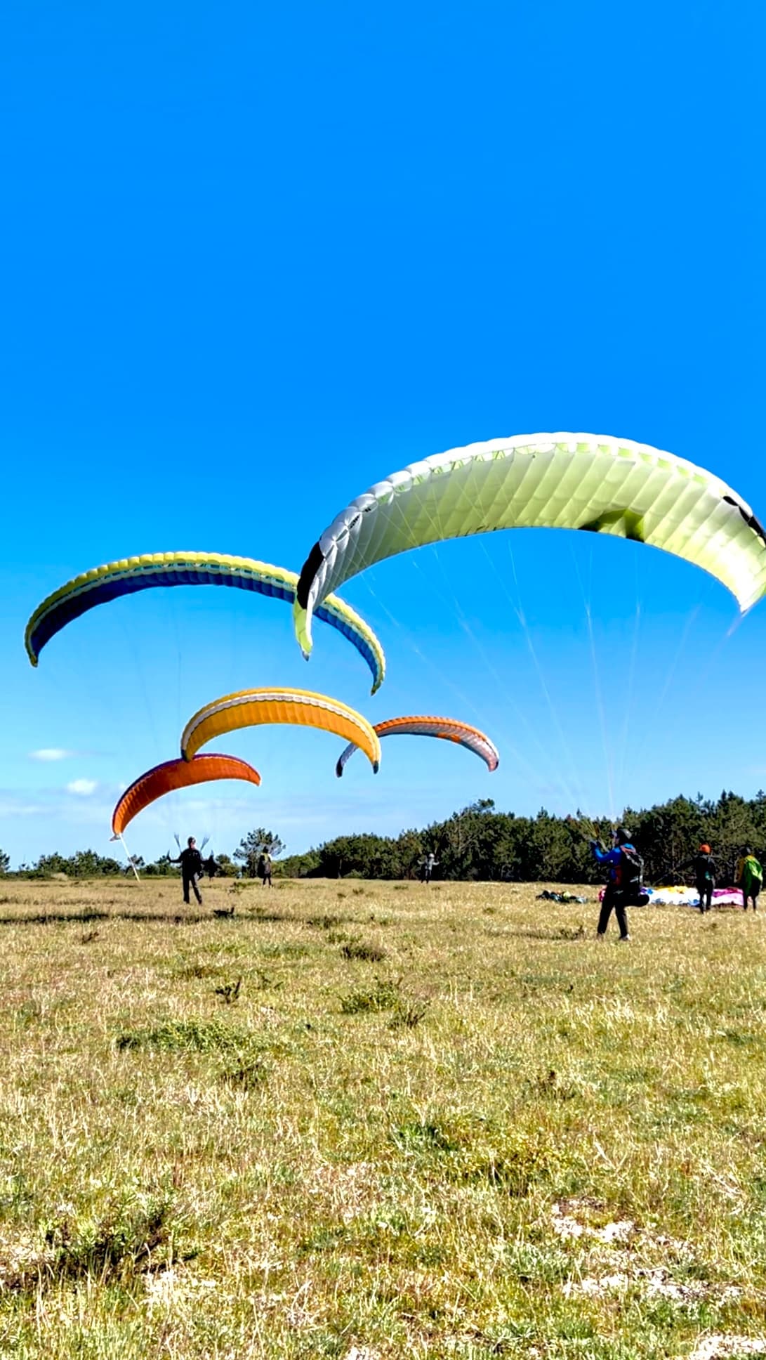 Multiple paragliders prepping on grassy field, tandem training