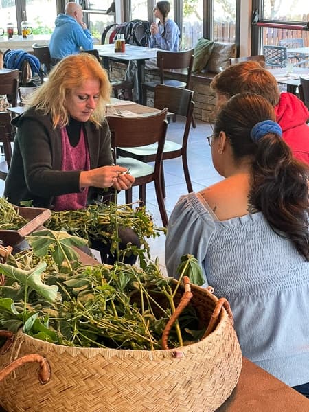 Harvesting Cyprus: Wild Greens Foraging Seminar in Avgorou with Herbalist Miranda Tringis photo 1
