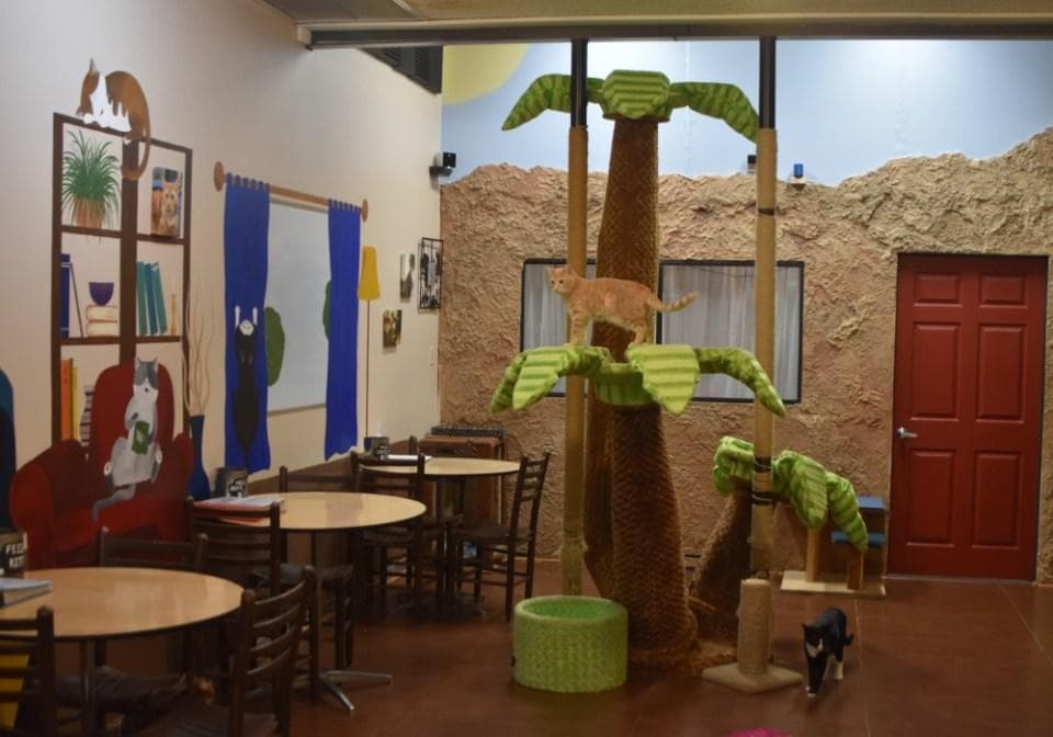 The Cat Cafe fleet