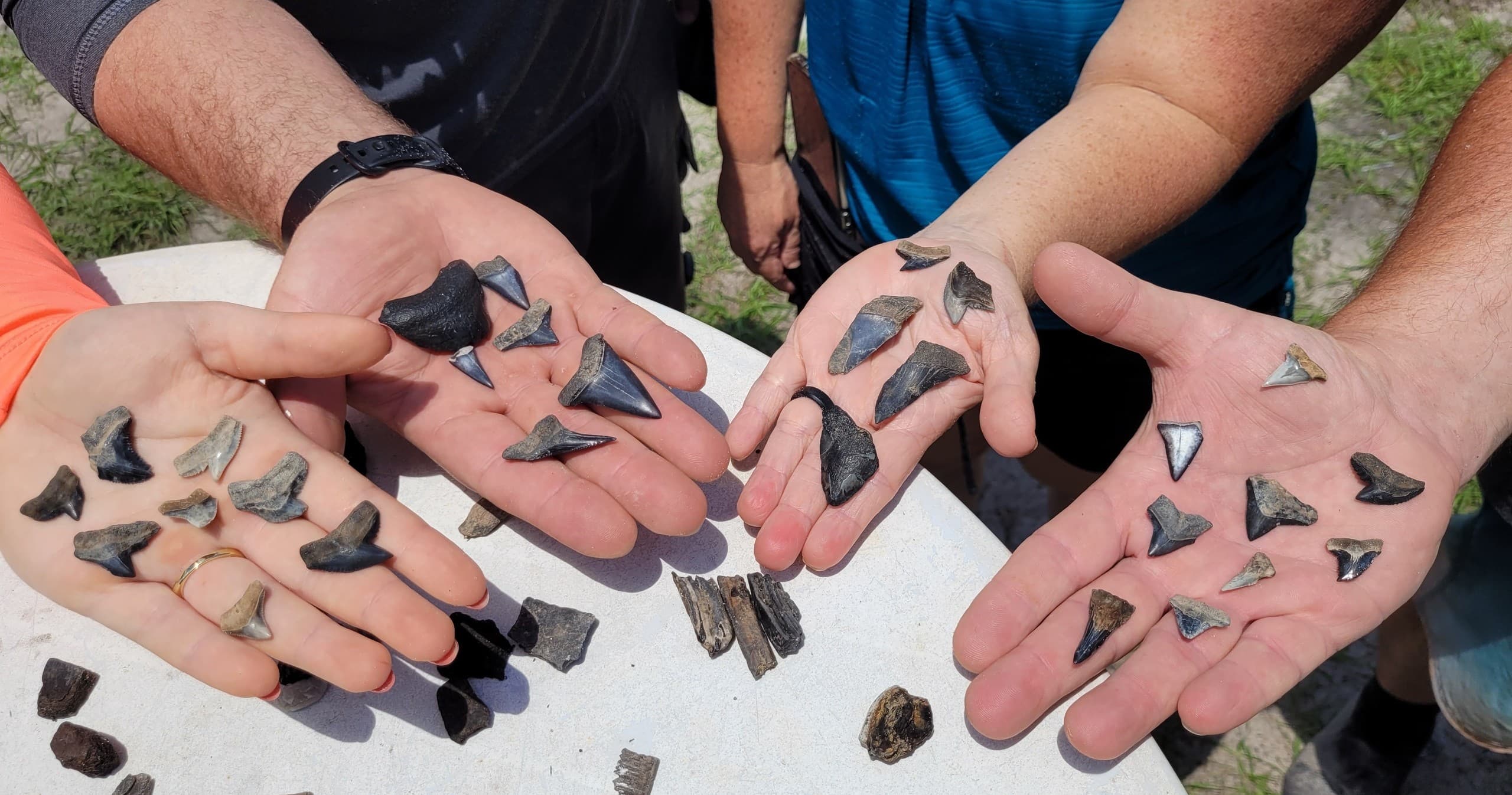 Wildlife & Fossil Adventure with Swamp Buggy Safari at Peace River