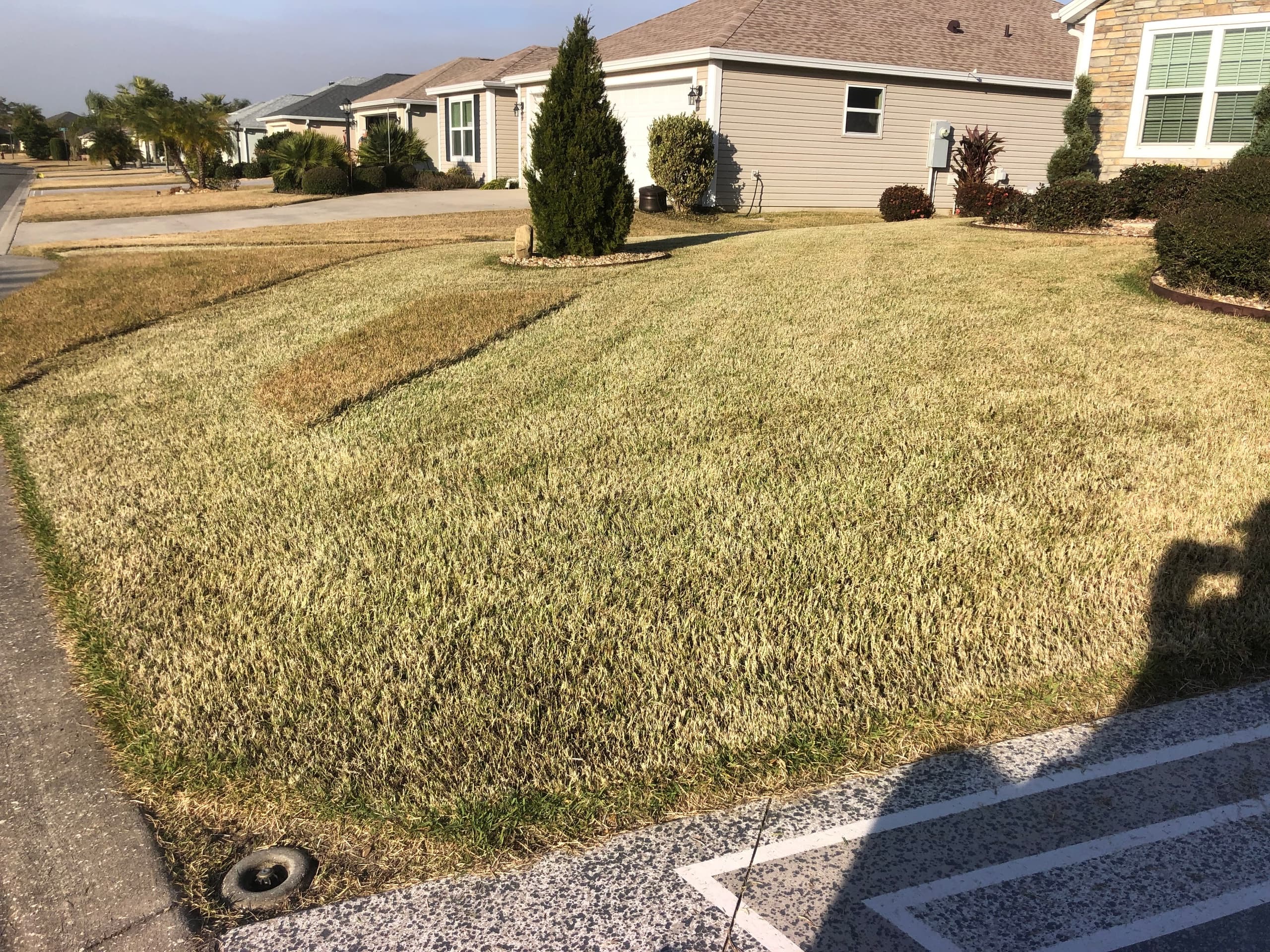 Striped residential lawn after mowing, suburban driveway and curb