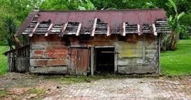 Wildlife & Wetlands: Laura Plantation Swamp Tour in Louisiana