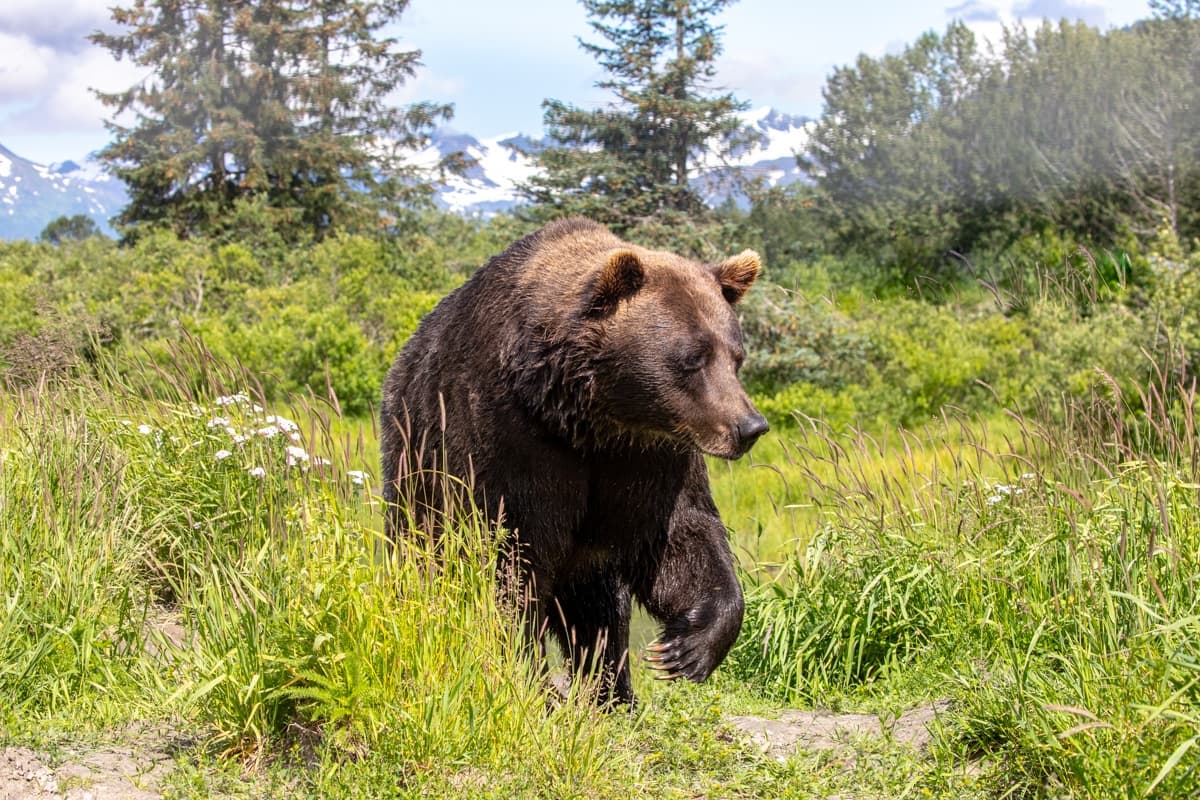 Seward to Anchorage Scenic Transfer: Wildlife, Glaciers & Seward Highway Views photo 1