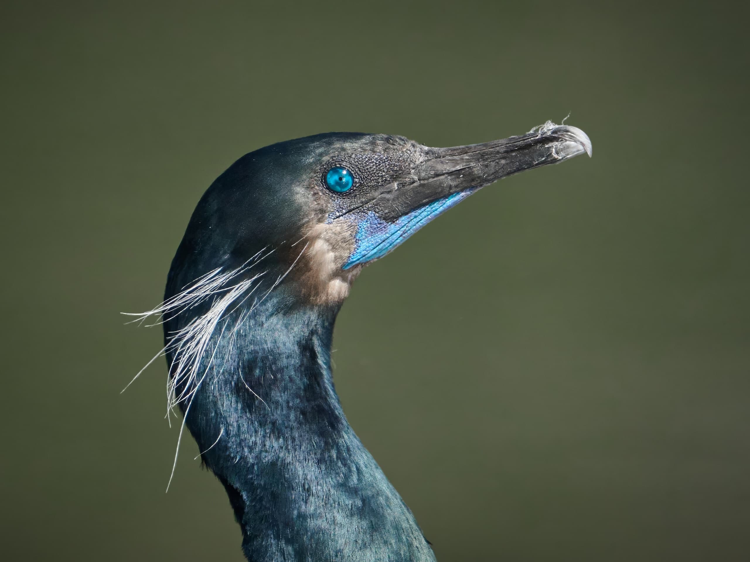 Chasing the Spawn: Pacific Herring Photography Tour from Comox photo 1
