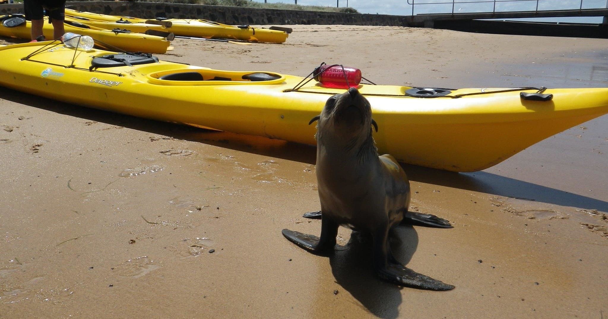 Sea Kayaking Adventure on Phillip Island Foreshore