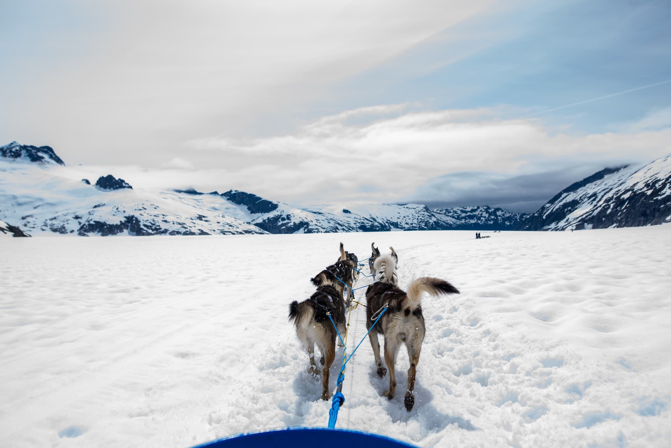 Helicopter Dogsledding on Herbert Glacier: Juneau's Ultimate Summer Glacier Adventure photo 2