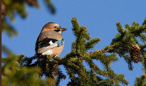 Wildlife Hiking in Stockholm with True Nature Sweden AB