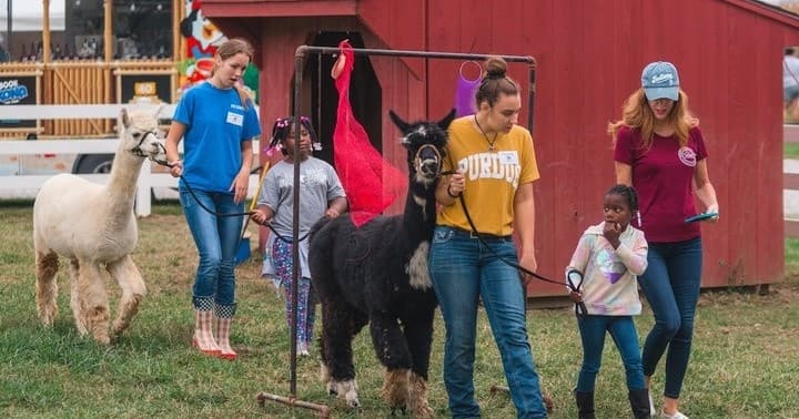Sunset Drinks with Alpacas in Flora, Indiana