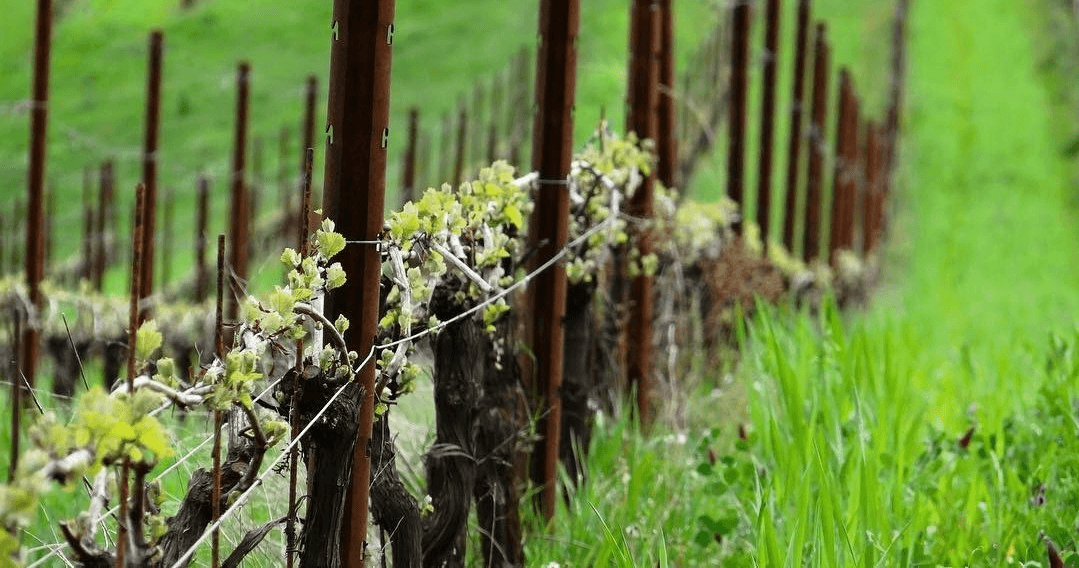 Close-up grapevines sprouting in Oregon vineyard, guided tasting walk