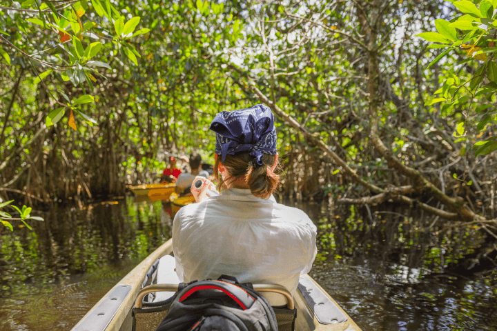 Paddle Siesta Key: Mangrove Routes and a Hidden Beach Escape