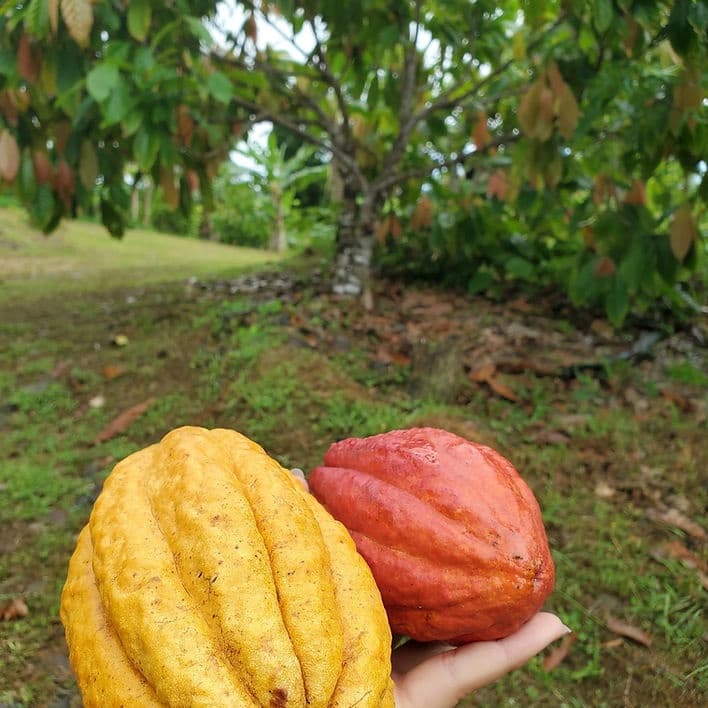 Weekend Cacao Walking Tours in Fajardo, Puerto Rico