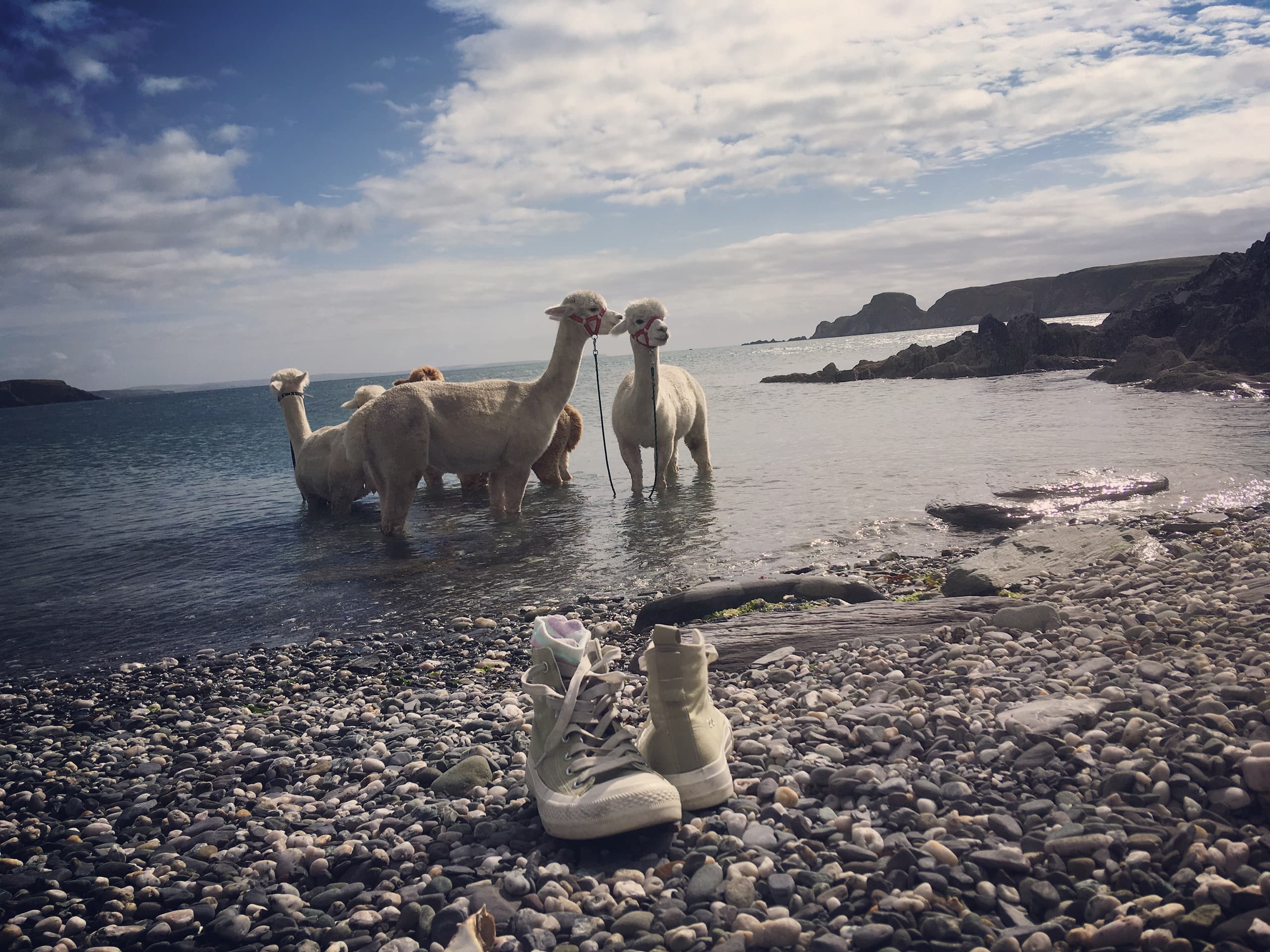 Seaside Alpaca Walk to the Beach: Private Time Slot in Union Hall