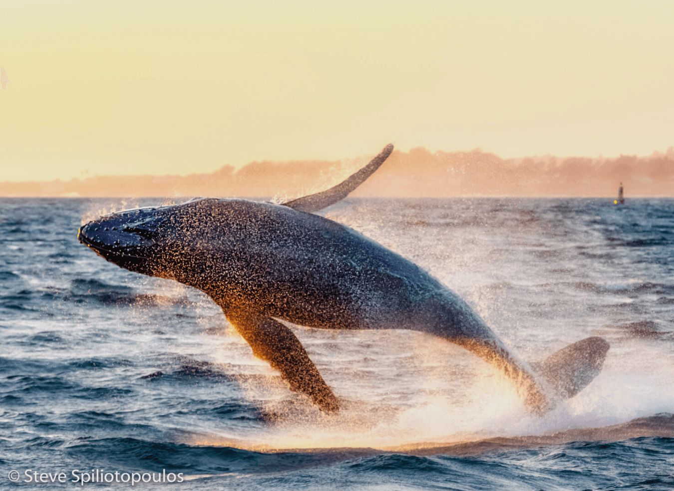 Humpback whale breaching off coastal ocean at sunset