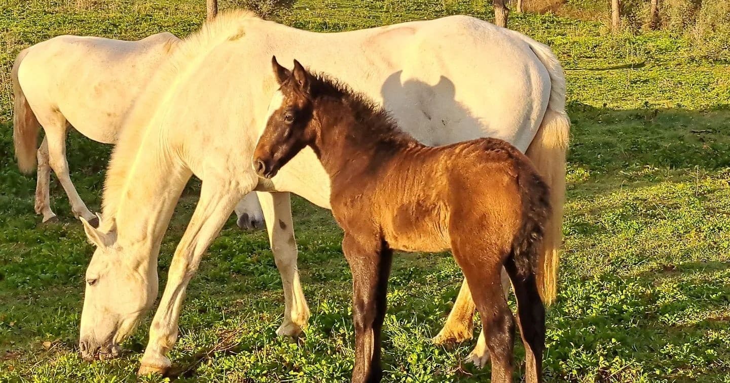Horseback Riding & Equestrian Tours at Torres Novas in Ribatejo