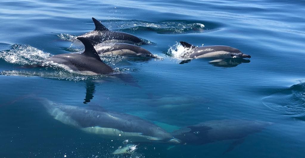 Dolphin Watching in Sesimbra with Mega Dive